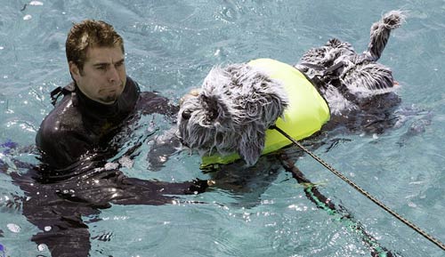 Tory Belleci swimming with dog